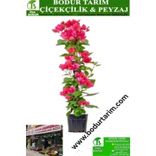Bodur Tarım Bulancak 2 Yaşında Doku Kültür Sarmaşık Topraklı Tüplü Dış Mekan Pembe Begonvil Çiçek Bitkisi
