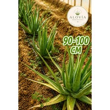Alovia 90 cm Aloe Vera Fidanı – Köklenmiş Doğal Aloe Vera Bitkisi, Saksısız Canlı Fidan, Aloe Barbadensis Miller, Sarı Sabır