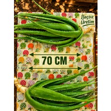 Alovia 70 cm Aloe Vera Fidanı – Köklenmiş Doğal Aloe Vera Bitkisi, Saksısız Canlı Fidan, Aloe Barbadensis Miller, Sarı Sabır