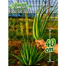 Alovia 40 cm Aloe Vera Fidanı – Köklenmiş Doğal Aloe Vera Bitkisi, Saksısız Canlı Fidan, Aloe Barbadensis Miller, Sarı Sabır