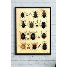 Kazan Hobi Postermanya (PSTER10276) Böcek Koleksiyonu Vintage Çerçeveli Tablo (30 x 40CM)