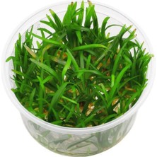 Kazan Hobi Sagittaria Subulata In Vitro Canlı Bitki