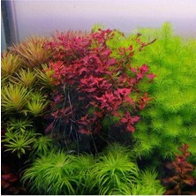 Kazan Hobi Myriophyllum Guyana In Vitro Canlı Bitki