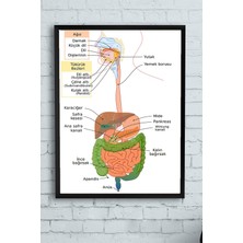 Kazan Hobi Postermanya (PSTER10265) Sindirim Sistemi Eğitim Çerçeveli Tablo (21X30CM)