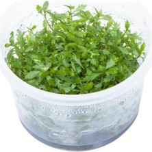 Kazan Hobi Proserpinaca Palustris Cuba In Vitro Cup Canlı Bitki