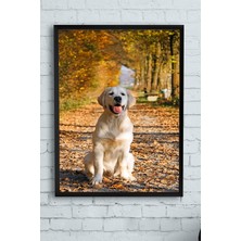 Kazan Hobi Postermanya (PSTER11124) Golden Retriever Hayvan Çerçeveli Tablo (50X70CM)