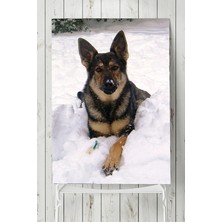 Kazan Hobi Postermanya (PSTER5865) Kurt Köpeği Hayvan Posteri 50X70 cm