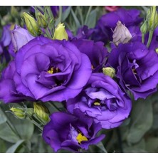 Kazan Hobi Lisianthus (Lale Gül) Büyܠserisi - Koyu Mavi (5 Tohum)