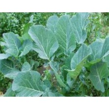Kazan Hobi Karadeniz Lahana Tohumu - Aksel 10 gr