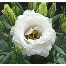 Kazan Hobi Lisianthus (Lale Gül) Julyet Serisi - Beyaz (5 Tohum)