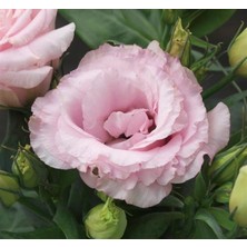 Kazan Hobi Lisianthus (Lale Gül) Julyet Serisi - Pembe (5 Tohum)