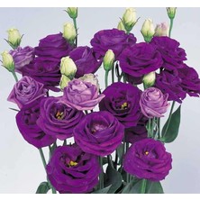 Kazan Hobi Lisianthus Çiçeği Tohumu (Katmerli, Bodur) Mavi Renkli - 5 Tohum