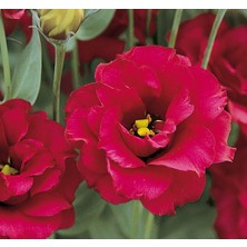 Kazan Hobi Lisianthus (Lale Gül) Gelin Buketi Serisi - Kırmızı (5 Tohum)