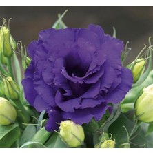 Kazan Hobi Lisianthus (Lale Gül) Julyet Serisi - Mavi (5 Tohum)