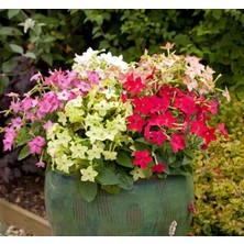 Kazan Hobi Tütün Çiçeği Tohumu (Keskin Kokulu) Karışık Renkli - 10 Tohum