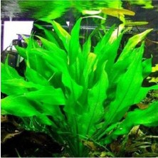 Kazan Hobi Echinodorus Bleheri Saksı Canlı Bitki
