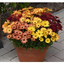 Kazan Hobi Bodrum Papatyası (Kalıcı Çok Çiçeklenen) Turuncu, Kırmızı Renkli - 5 Tohum
