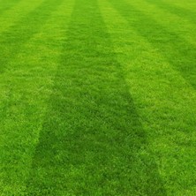 İNTFA Çim Tohumu Karışımı Spor Alanları - 10 kg