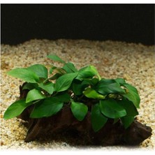 Renas Store Anubias Barteri Var 5-6 Yapraklı Kök Canlı Bitki