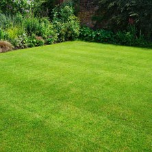 İNTFA Ekvatoral Mix Grass Çim Tohumu - 20 kg
