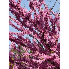 Pembe Erguvan Ağacı Fidanı 1 Adet Saksılı/tüplü 50-70CM (Pi̇nk Cerci̇s)