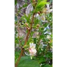 Kış Hanımeli Fidanı, Lonicera Fragrantissima, 20 cm ve Üzeri, Yaprak Döken, Limon Kokulu Çiç