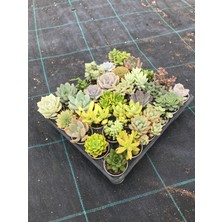 Egzotik Bahçe 15'li Karışık Sukulent Seti (5,5 cm Saksıda Canlı Bitki)