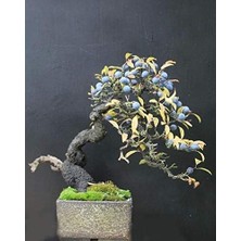 Blueberry Bonsai Ağacı 10+Tohum Saksı Toprak Seti