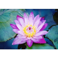 5 Adet Mor Lotus Tohumu Nilüfer Tohumu