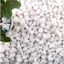 Ekodoğa Dolomit Taş 5 kg 1 2 cm Beyaz Saksı Dibi Dekoratif Teraryum Taşı Bahçe 101 x 200