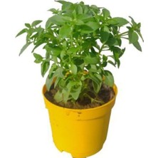 Yoğun Kokulu Fesleğen Çiçeği 1 Adet Saksılı (5-10 Cm), SRD03022025BYB961