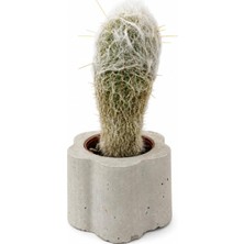 Zevli Ateliera® El Yapımı Beton Saksı + Canlı Sukulent & Kaktüs Koleksiyonu (Gri, Geo, Cephal