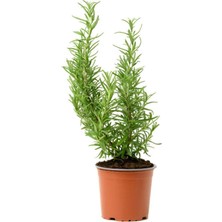 Aromatik Kokulu Mutfak Seti, Fesleğen Fidesi + Biberiye Fidanı + Lavanta Fidesi, 3 Adet