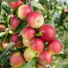 Mutlu Paket Tüplü Aşılı Tam Bodur Aromalı Amasya Misket Elma Fidanı