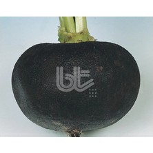 Bursa Tohum Siyah Iri Turp Tohumu 25 gr