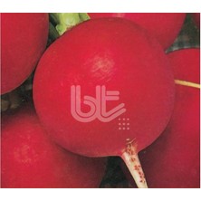Bursa Tohum Kırmızı Iri Turp Tohumu 25 gr