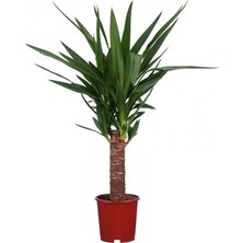 Fidan Sepetim Yucca Bitkisi Tek Gövdeli 50-60 cm