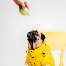 Odea 2'li Kedi ve Köpek Tenis Topu - 7.5 cm