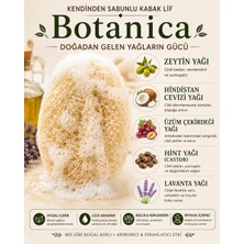 Lavandula -Botanica