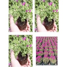 Odea Videolu Acem Halısı Mezarlık Kabir Çiçeği 10-15 cm Tüplü 25 Adet Dış Mekan Ağaçları Persian Shield