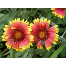 Odea Indian Blanket Gaillardia Gayret Çiçeği Tohumu(30 Adet)