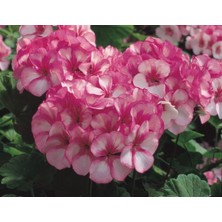 Odea Lekeli Pembe Sardunya (10 Tohum)