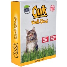 Odea Gerçek Topraklı Kedi Çimi