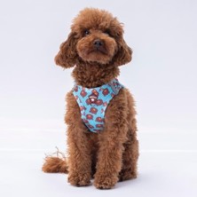 Odea Air-Mesh Bears Köpek Göğüs Tasması (Xs)
