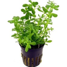 Asitan Bacopa Monnieri Saksı- Canlı Bitki
