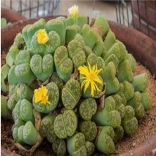 Asitan Dashing Look Lithops Bromfieldii Insularis V Sulphurea Sukulent Tohumu TH-DSHNGLOOKTHM060