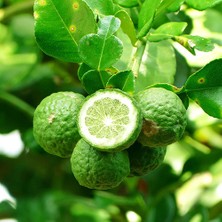 Gloria Fidancılık Tüplü Aşılı Özel Çeşit Nadir Bulunan Kaffir Lime Fidanı
