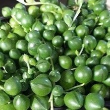Asitan Tesbih-Boncuk Çiçeği Sukulent,senekio (Klenia Rowleyanus) 8 Lik Saksı