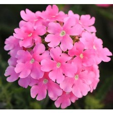 Asitan Megcito Mine Çiçeği (Sarkan Çok Dallanan) Pembe Renkli - 10 Tohum