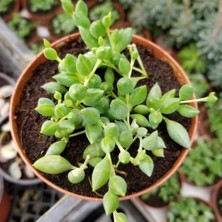 Asitan Söbe-Boncuk Çiçeği Sukulent,senekio (Klenia Rowleyanus) 8 cm Saksı